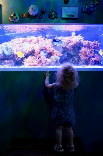 Butterfly House & Aquarium