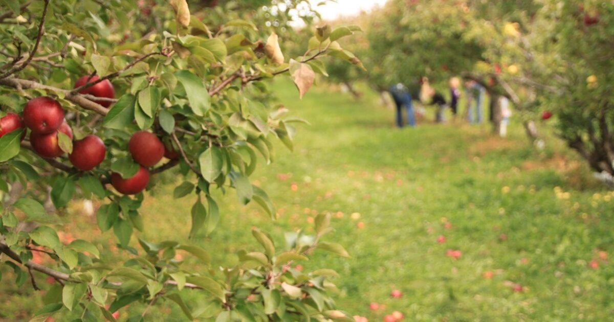 Fall Festivals Experience Sioux Falls