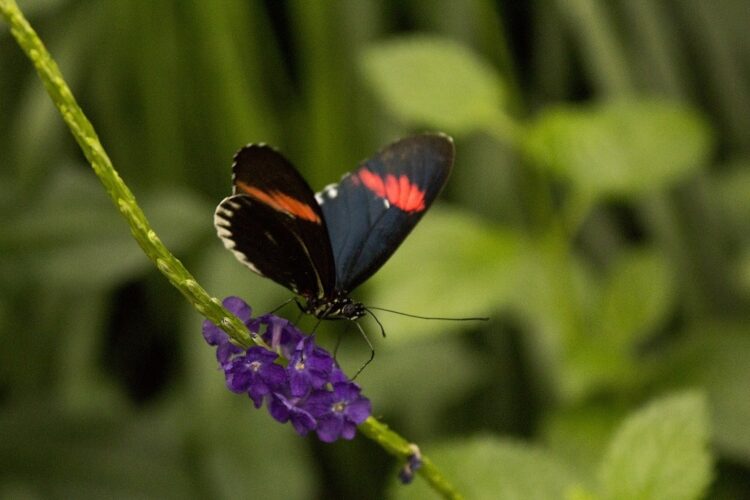 Butterfly House and Aquarium