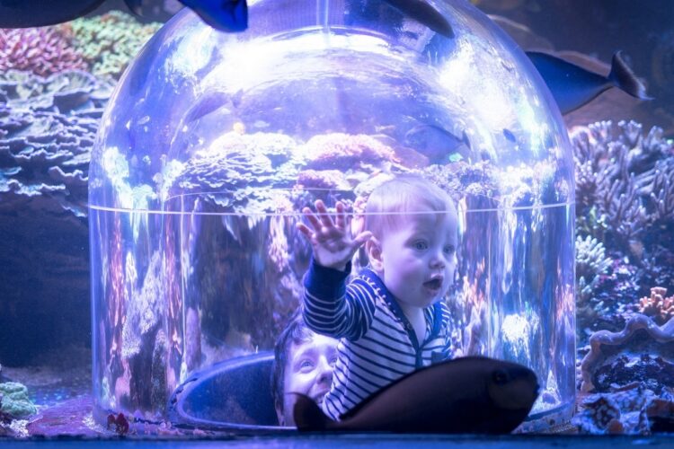 Butterfly House and Aquarium